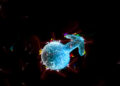 ivf