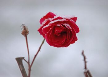 ongewenst kinderloos verwerken