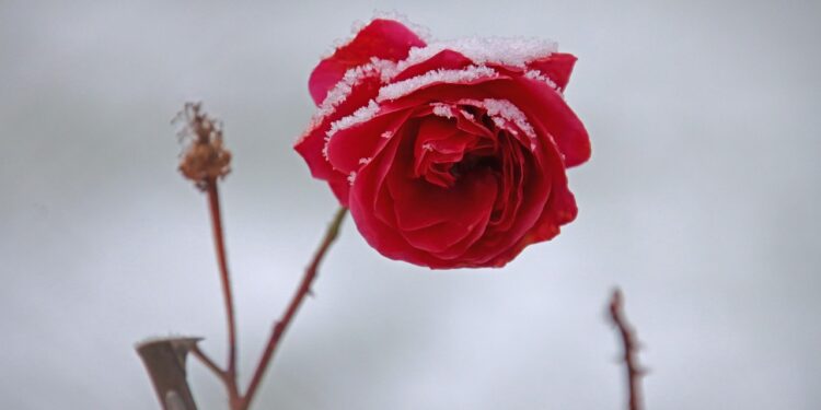 ongewenst kinderloos verwerken