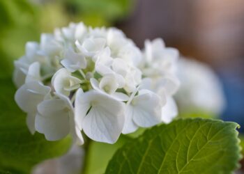 ongewenst kinderloos de stilte waar niemand over praat